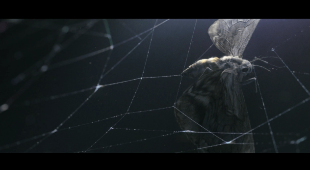 http://bewaremag.com/wordpress/wp-content/uploads/2011/05/spider-attack-600x328.png