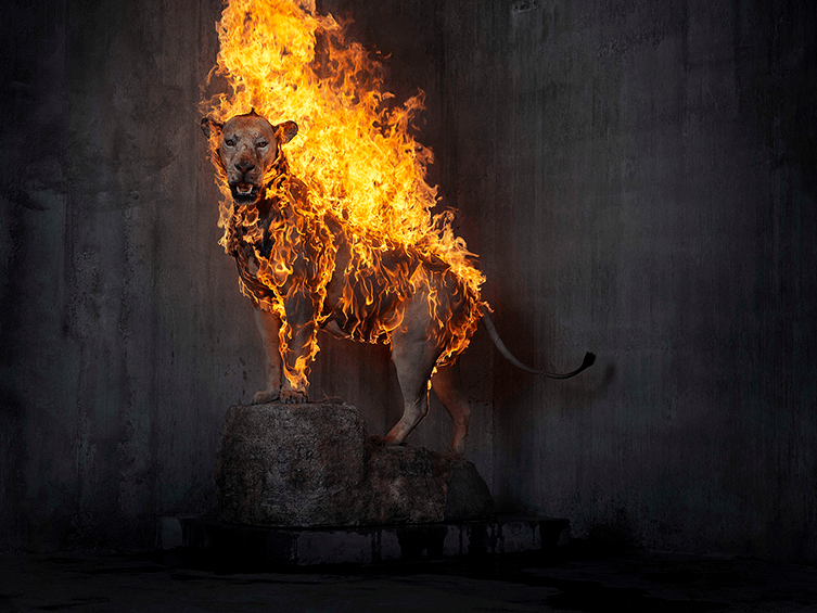 Photo d'un animal empaillé sous les flammes par le photographe Christian Houge